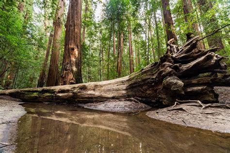 Hendy Woods State Park | North Coast - Kingdom California