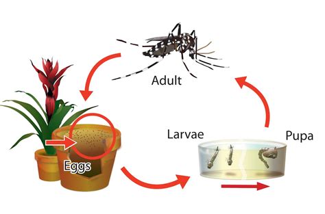 Life Cycle Of Aedes Mosquito Diagram