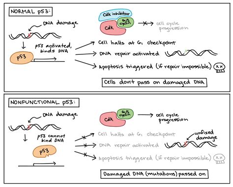 Cancer Cell Cycle Diagram