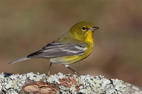 Pine Warbler, male | Seen yesterday in the backyard. 12-28-2… | Flickr