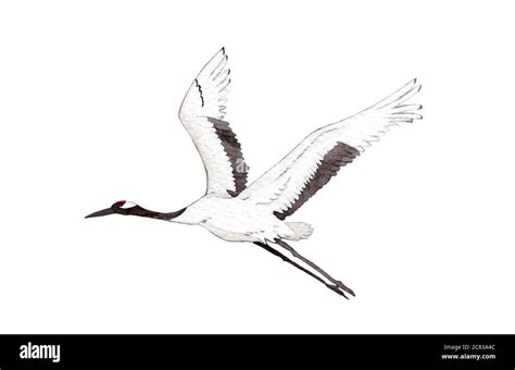 Japanese red-crown crane bird flying on white background. watercolor hand painting illustration ...