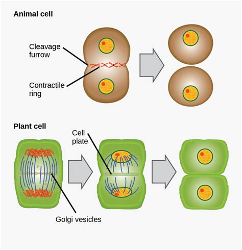 This Illustration Shows Cytokinesis In A Typical Animal - Cytokinesis Diagram , Free Transparent ...