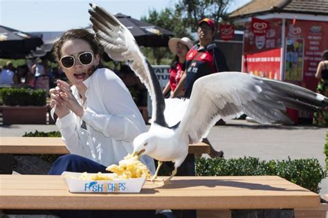 Staring at a seagull will stop it stealing your food, scientists claim ...