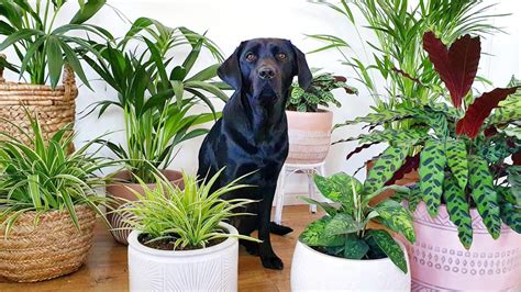 12 Dog-Safe Plants You Can Add to Your Garden » Residence Style