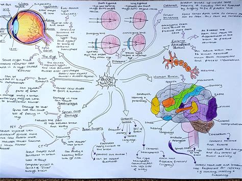 Biology Paper 1 Revision Mindmaps for Edexcel Separate Biology | Teaching Resources