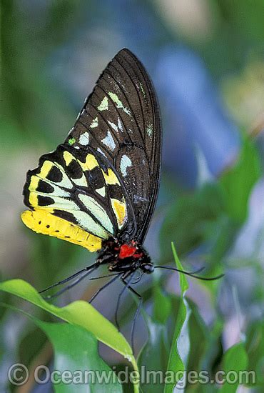 Butterfly Identification Chart Australia | Labb by AG