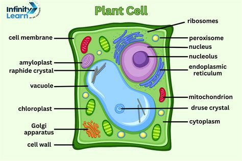 Plant Cell Diagram: Each and Every Components of Plat Cell Explained