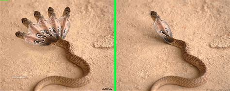 Fake - 5 Headed Snake - The original image is on the right. | Snake, Original image, Lizard