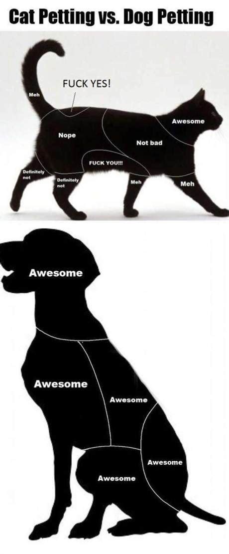 Cat Petting vs. Dog Petting :: blogitude.com