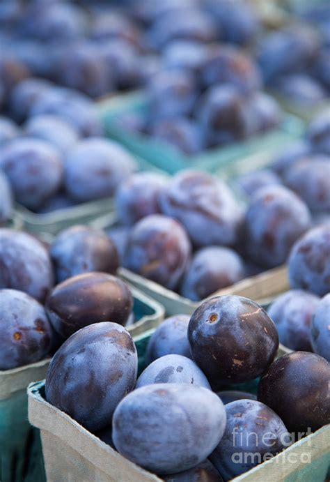 Purple Plums Photograph by Rebecca Cozart | Fine Art America