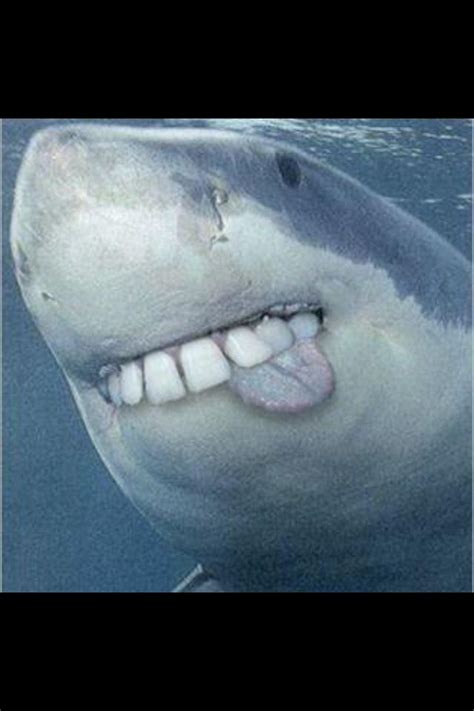 Funny shark Teeth Pictures, Shark Pictures, Funny Animal Pictures ...