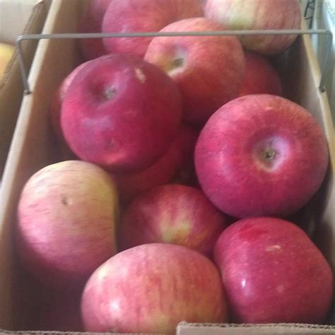 cortland apples from kistaco - Grow Pittsburgh