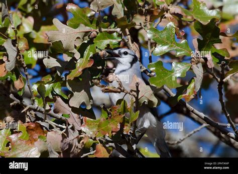 Blue Jay, Cyanocitta cristata, foraging and feeding upon Post Oak ...