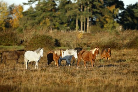 New Forest Ponies | New forest, Beautiful horses, Horse farms