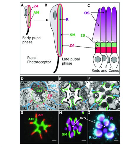 | Photoreceptor morphogenesis. Early stage of pupal photoreceptor... | Download Scientific Diagram