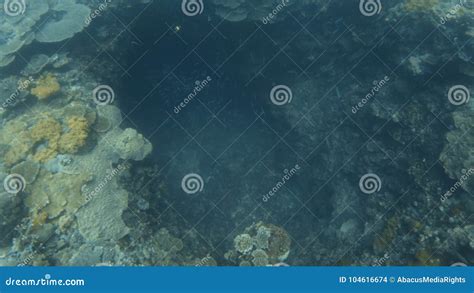 Exploring a Sinkhole on the Ocean Floor Stock Footage - Video of colour ...