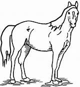 Mustang Horse Coloring Pages  Pony With Owls Free coloring Sheet sketch template