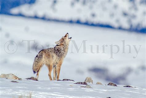 Coyote Howling – Tom Murphy Photography