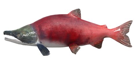 Sockeye Salmon - Fishing Planet Wiki