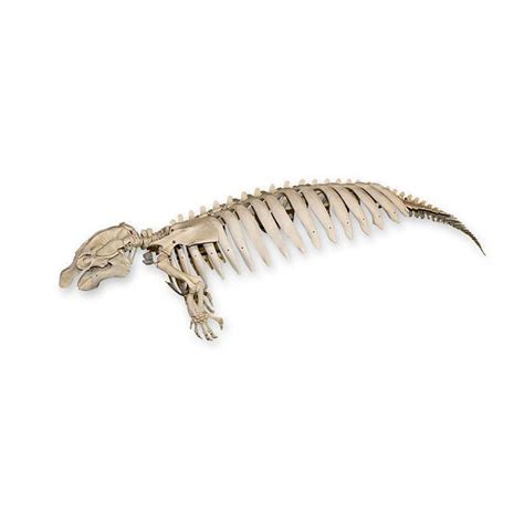 Replica Florida Manatee Skeleton — Skulls Unlimited International, Inc.