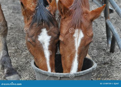 Feeding Horses stock image. Image of head, dinner, horse - 12189759