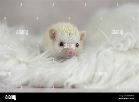 African Pygmy Hedgehog Stock Photo - Alamy