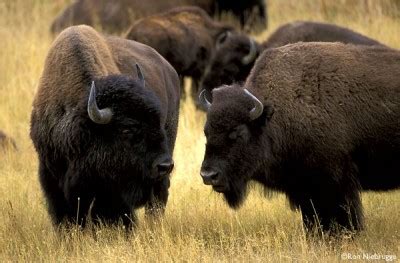 Bison Herd | Metsmerized Online