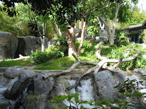 San Diego Zoo 2003 - Part of the Gorilla exhibit - ZooChat