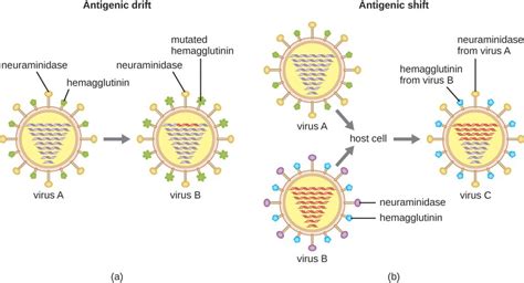 16.3 Virulence Factors of Bacterial and Viral Pathogens – Microbiology: Canadian Edition