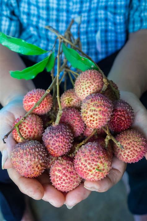 Sapindaceae stock image. Image of food, fresh, eating - 94487331