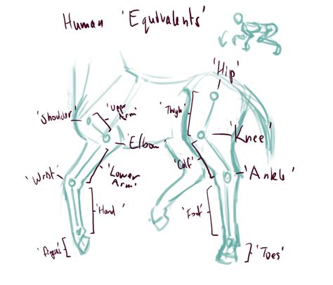 Horse Leg Joints by PrettieAngel on DeviantArt