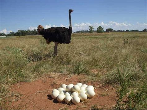 How do ostriches build their nests? [2022] 🐬 | Animalia-life.club