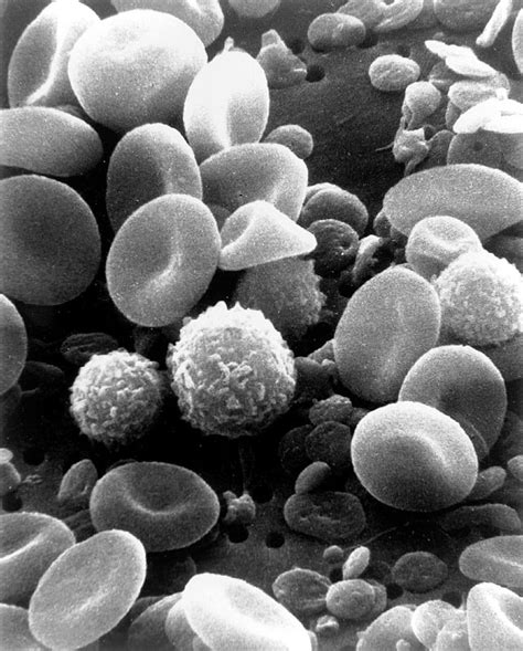 Blood Cells Under Microscope Blood Cells Cells Human Electron | My XXX ...