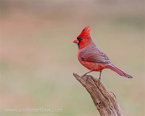 Northern cardinal - song / call / voice / sound.