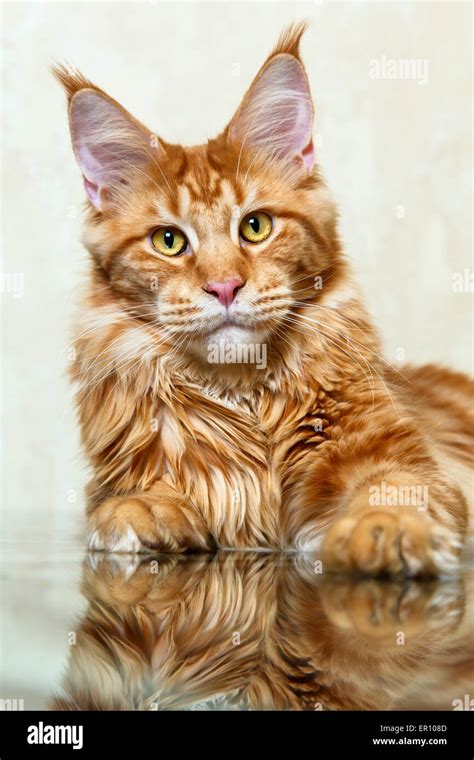 Red maine coon cat with big lynx posing on glass like fox Stock Photo ...