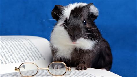 Funny guinea pig with glasses and a book wallpapers and images ...