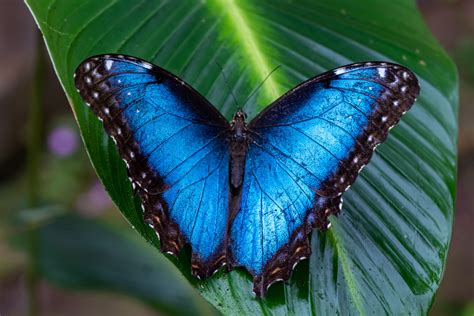 Blue Morpho Butterfly - Earth.com Blue Morpho Butterfly