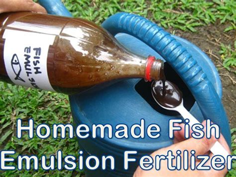 Homemade Fish Emulsion as Organic Fertlizer - YouTube