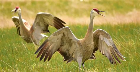 Sandhill Crane | The Animal Facts | Appearance, Diet, Habitat, Lifespan