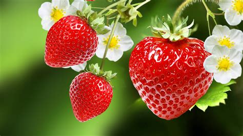 Pourquoi la fraise n'est pas un fruit