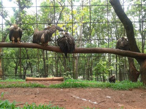 Top 7 things to do in Assam State Zoo Guwahati