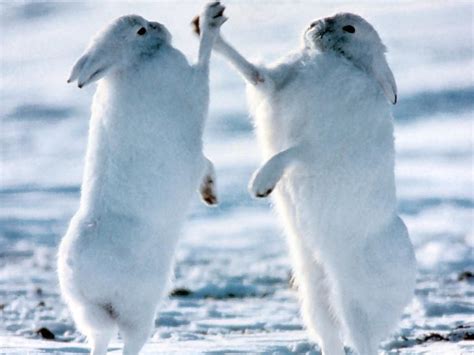 27 Arctic Hare Adaptations and Survival Facts & Factors - Mammal Age