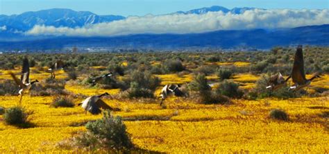 Antelope Valley, California | Roadtrippers