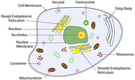 Cell Organelles - The Complete Guide - CBSE Class Notes Online - Classnotes123