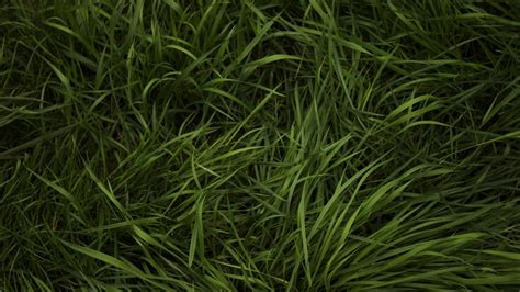 Grass Texture Wallpaper 2k HD ID:3419