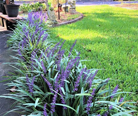 Blue Lily Turf - Gardening Soul