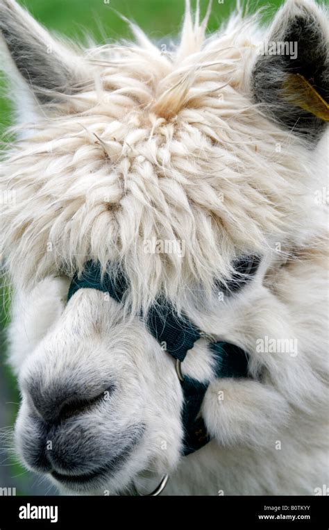 Alpaca (Vicugna pacos) portrait Stock Photo - Alamy