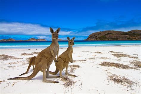 Top Things to do in Kangaroo Island | NCL Travel Blog