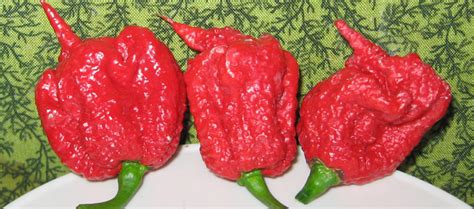 Carolina Reaper Scoville Heat Units