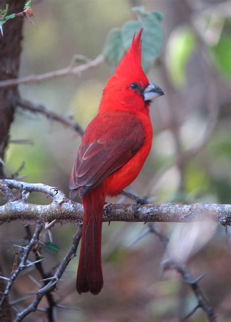 Vermilion Cardinal (Cardinalis phoeniceus) :: BirdWeather